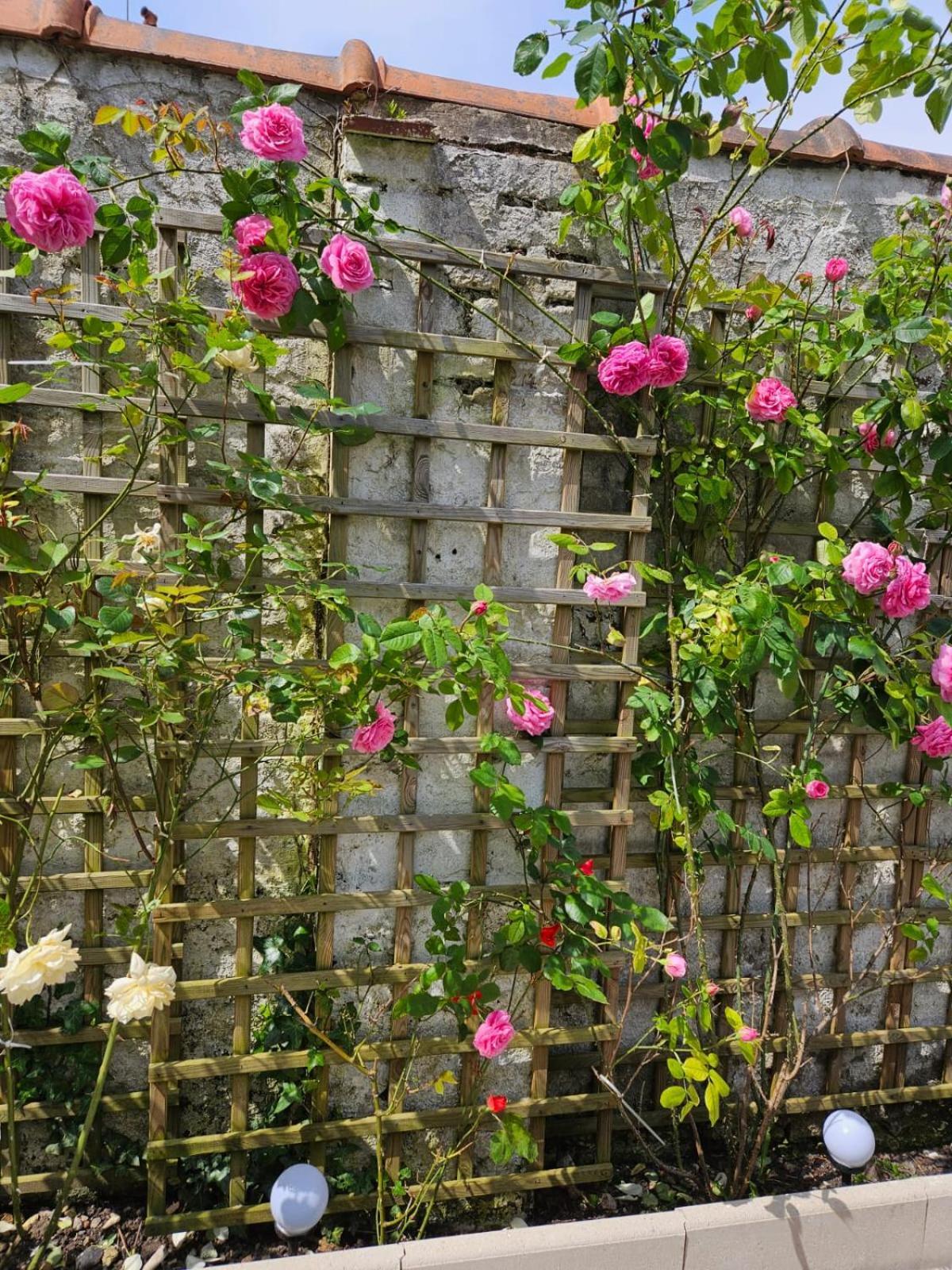Studio Avec Jardin Rosendael Proche Plage Duinkerke Buitenkant foto